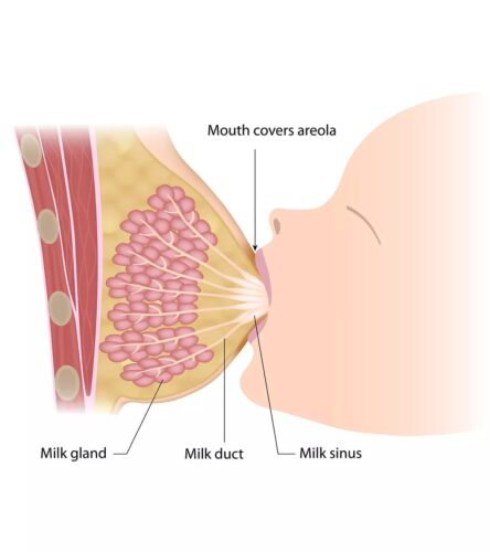 breast milk